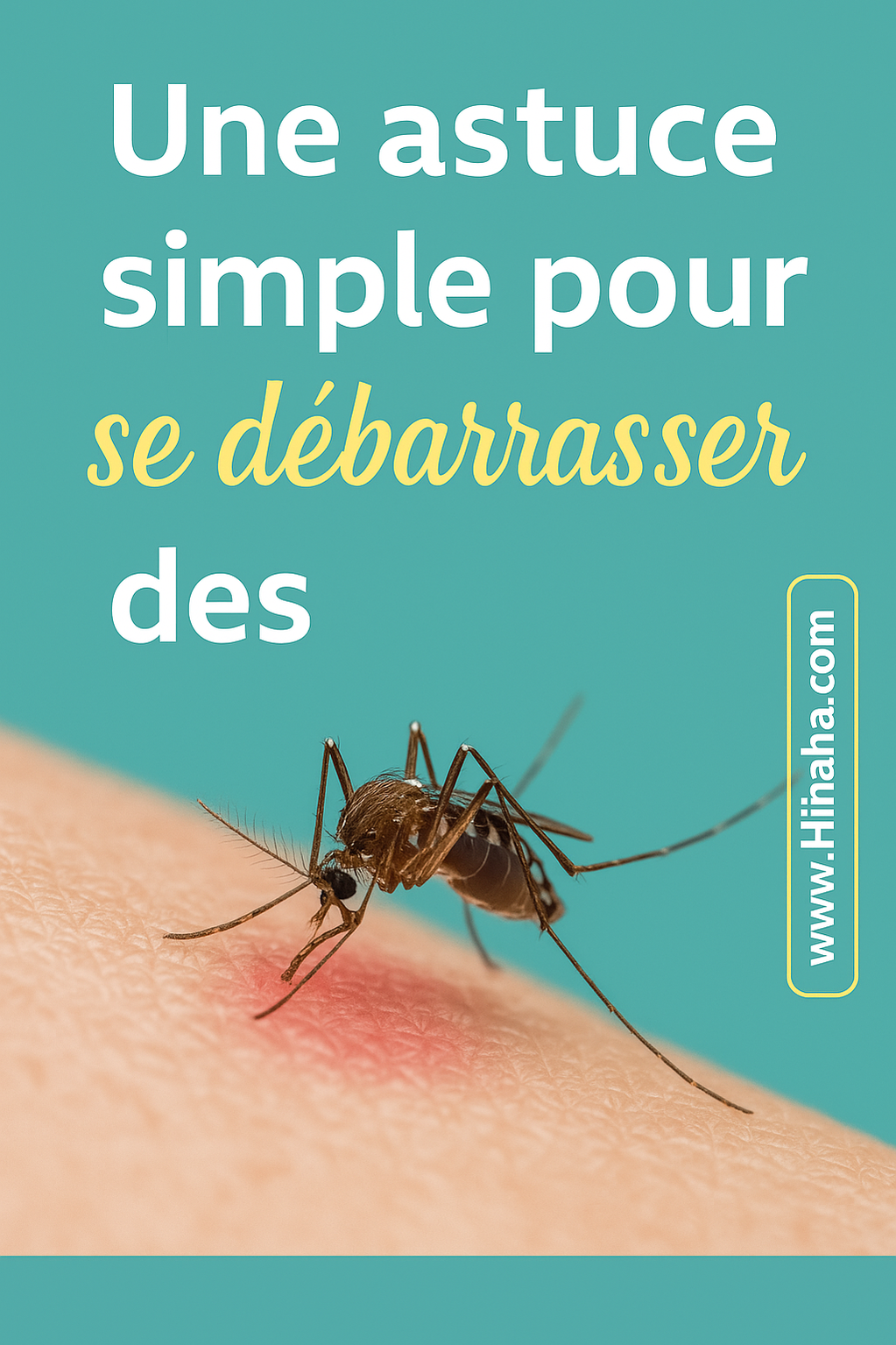 répulsif moustiques maison efficace